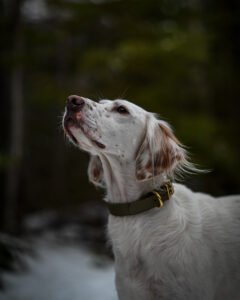 A peaceful campsite with a dog lying by the fire against a forest backdrop.
