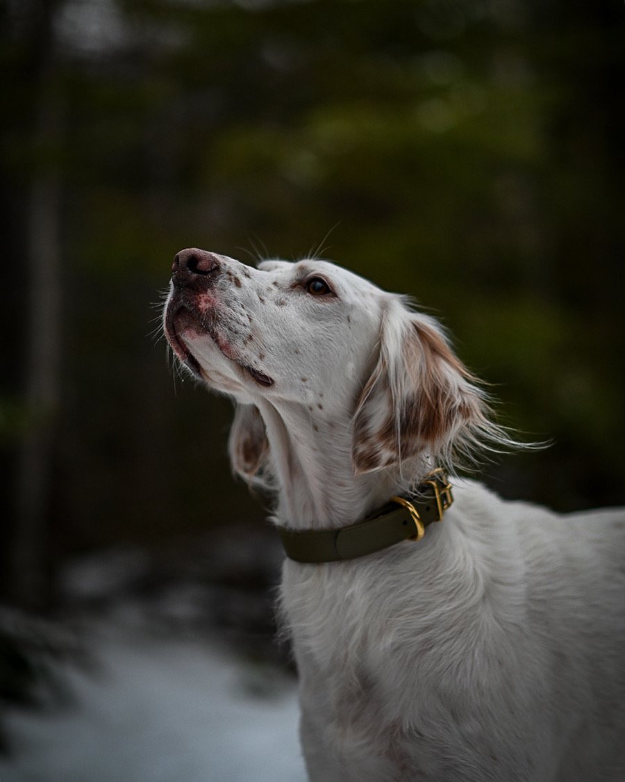 A peaceful campsite with a dog lying by the fire against a forest backdrop.