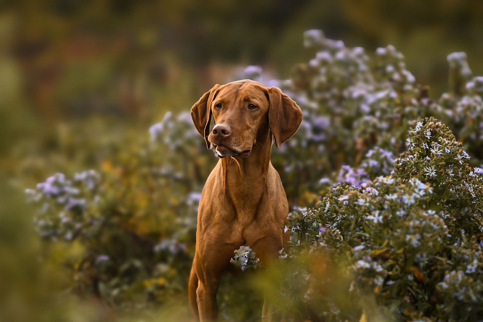 Side view of unrecognizable young male backpacker in warm clothes ascending on rough rocky mountain with trekking poles during hiking trip with adorable Labrador Retriever dog